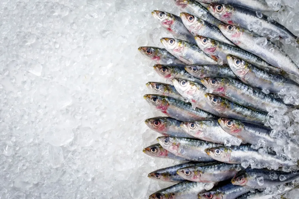 Vente de sardines à La Plaine-sur-Mer